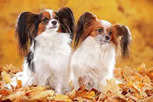 Papillons: Papillons, butterfly puppies, continental dwarf