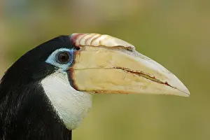 Papua: Papua hornbill (Rhyticeros plicatus, Aceros plicatus)