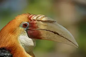 Papua: Papua Hornbill (Rhyticeros plicatus, Aceros plicatus)