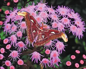 Zuckerman: Papua New Guinea. Atlas moth on flower