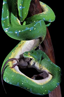 Python: Papua New Guinea. Green tree python (Morelia
