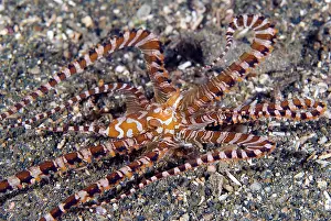 Armed: Papua New Guinea, New Britain Island. A
