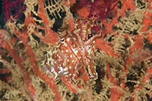 Broadclub: Papua New Guinea, New Britain Island. Close-up