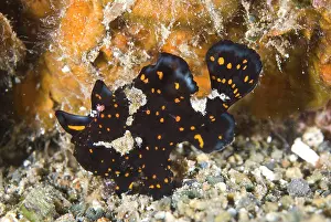 Pictus: Papua New Guinea, New Britain Island. Close-up