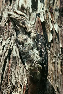 Frogmouth: Papuan FROGMOUTH - camouflaged against tree trunk