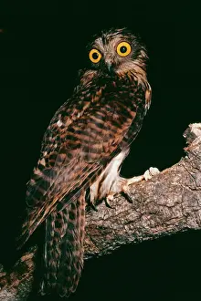 Papuan: PAPUAN HAWK OWL