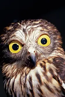 Papuan: PAPUAN HAWK OWL -C/U