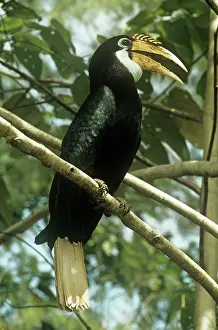 Papuan: Papuan HORNBILL
