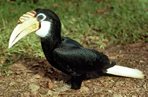 Papuan: PAPUAN HORNBILL - ON GROUND