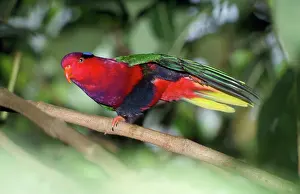 Papuan: Papuan Lory / Lorikeet - lifting one leg, on one leg