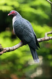 Pigeons: Papuan mountain pigeon, perched on branch, native