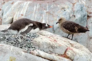 Skua: Papuan penguin (Pygoscelis papua) adult at nest