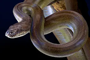 Aggressiveness: Papuan python (Apodora papuana), Papua New Guinea