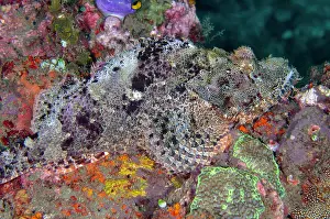 Scorpionfish: Papuan Scorpionfish