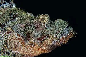 Scorpionfish: Papuan Scorpionfish
