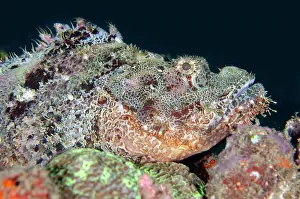 Scorpionfish: Papuan Scorpionfish