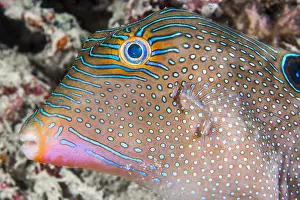 Tetraodontidae: Papuan toby (Canthigaster papua), Moalboal, Philippines