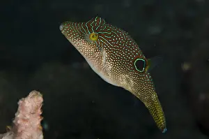 161018: Papuan Toby - Pong Pong dive site, Seraya, near