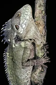 Agamidae: Papuan Tree Dragon (Hypsilurus papuensis)