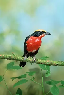 Shrikes: Papyrus Gonolek / Yellow-crowned Gonolek / Mufumbiri Shrike
