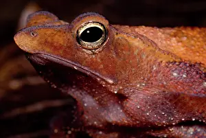 Para: Para Toad