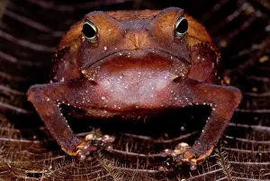 Para: Para Toad