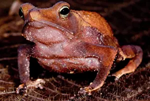 Para: Para Toad