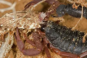 Scorpions: Parabuthus Scorpion - Eating a Sidewinder, after