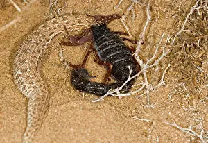 Scorpions: Parabuthus Scorpion - Eating a Sidewinder, after