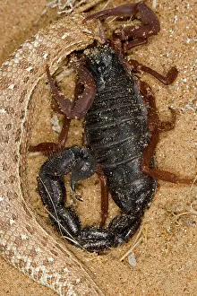 Scorpions: Parabuthus Scorpion - Eating a Sidewinder, after