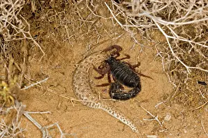 Scorpions: Parabuthus Scorpion - Eating a Sidewinder, after