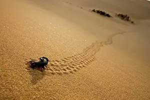 Scorpions: Parabuthus Scorpion - leaving tracks up a dune at sunset
