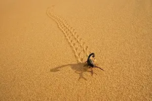 Scorpions: Parabuthus Scorpion - leaving tracks up a dune at sunset