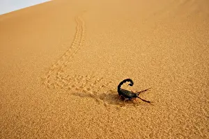 Scorpions: Parabuthus Scorpion - leaving tracks up a dune at sunset