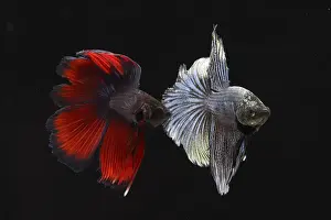 Intimidating: Parade of intimidation between the Siamese fighting fish mal