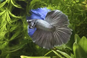 Intimidating: Parade of intimidation between the Siamese fighting fish mal