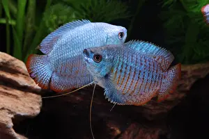 Colisa: Parade between two male dwarf gourami