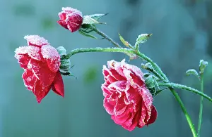 Minima: Parade Rose