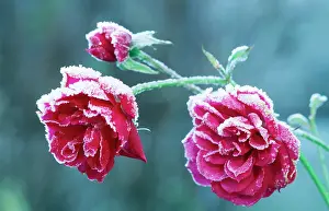 Minima: Parade Rose - Hybrid