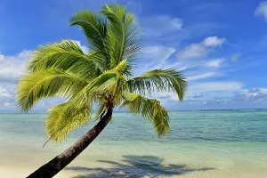 Destinations: Paradise beach, palm tree and ocean, Nosy Mangabe