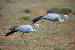 Paradisea: Paradise Crane (Anthropoides paradisea), adult