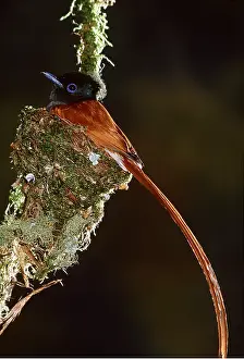 Flycatchers: PARADISE FLYCATCHER