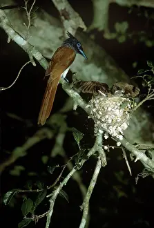 Paradisi: Paradise FLYCATCHER - Female