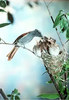 Begging: PARADISE FLYCATCHER AT NEST - female feeding young at nest
