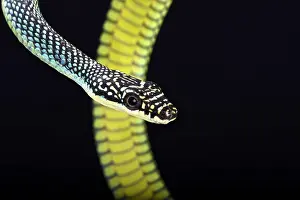 Chrysopelea: Paradise flying snake (Chrysopelea paradisi), Malaysia