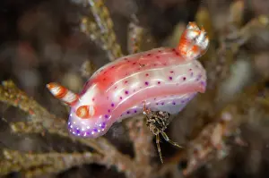 Paradise: Paradise Hypselodoris Nudibranch
