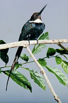 Galbula: PARADISE JACAMAR