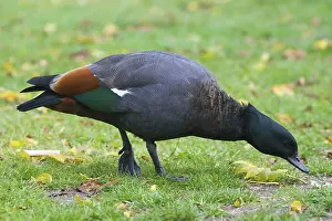 Shelduck: Paradise Shelduck