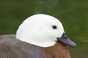 Shelduck: Paradise shelduck