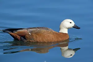 Tadorna: Paradise Shelduck - female